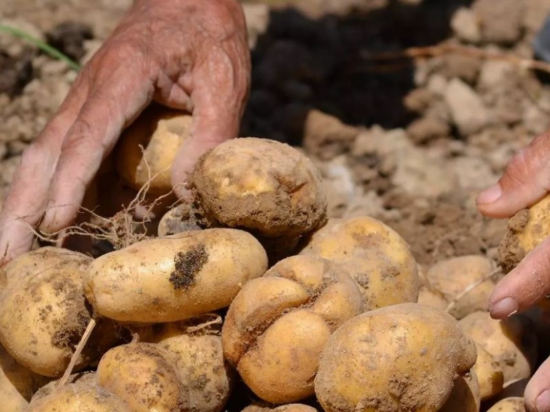 खाँडाचक्रमा डडुवा रोगले आलु नष्ट